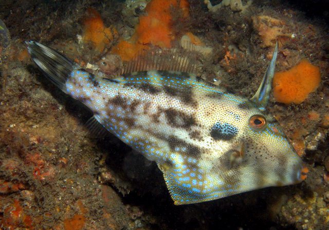 Scobinichthys granulatus